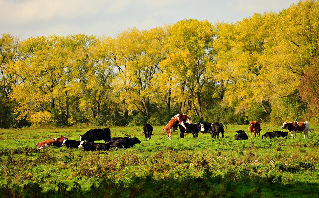 Facts You Didn't Know About Cattle Ranching in Texas